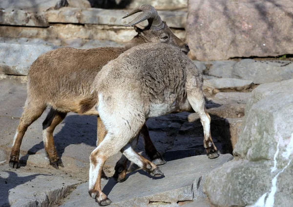 Äktenskap Turnering Anfall Turs Våren Flock Kaukasiska Turs Berget — Stockfoto