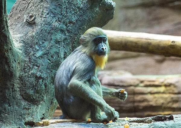 Babuíno Comer Cenoura Macaco Velho Mundo Closeup — Fotografia de Stock