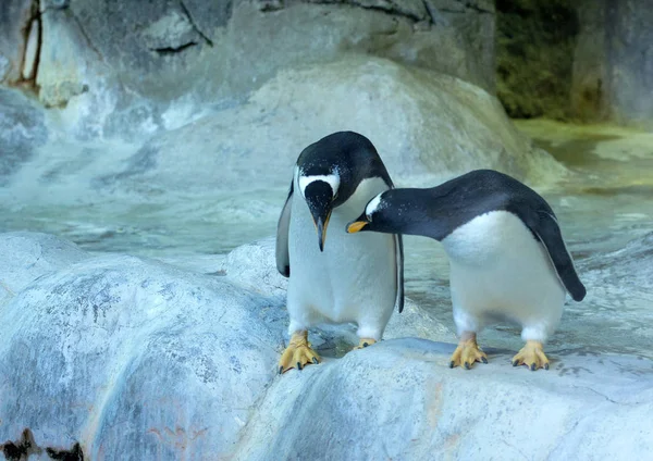 Pingouin Simple Gentoo Sur Fond Rocheux Vue Latérale Pingouin Debout — Photo