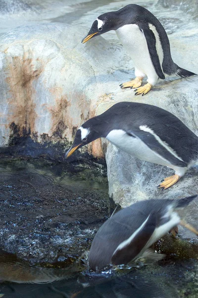 Drei Gentoo Pinguine Bereit Ins Wasser Springen Lustige Tiere Der — Stockfoto