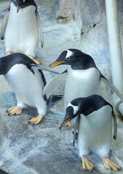 Group Gentoo Penguins Rock Cute Animals Close Funny Birds Nature — Stock Photo, Image