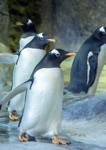 Grupo Pingüinos Gentoo Roca Pingüino Extendiendo Sus Alas Animales Lindos Imágenes De Stock Sin Royalties Gratis
