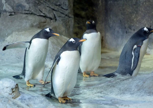 Grupo Pingüinos Gentoo Roca Pingüino Extendiendo Sus Alas Animales Lindos Imagen De Stock