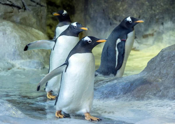 Grupo Pingüinos Gentoo Roca Pingüino Extendiendo Sus Alas Animales Lindos Fotos De Stock