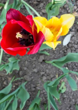 Üstten görünüm üç kırmızı ve Sarı Lale çiçek. Çiçek açan çiçekler parkta. Çiçek renkleri.