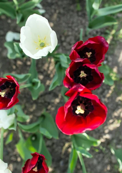 Вид Зверху Три Червоні Білі Квіти Тюльпанів Квітучі Квіти Парку — стокове фото