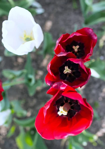 Top View Three Red White Tulip Flowers Blooming Flowers Park — Stock Photo, Image