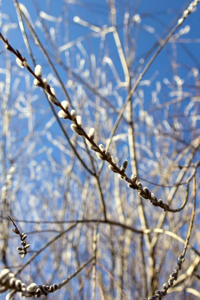 Переплетені Гілки Верби Бруньками Початку Весни Проти Блакитного Неба Гілки — стокове фото