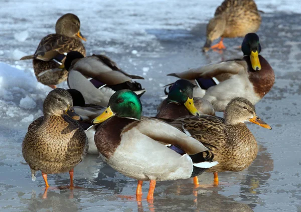 Una Bandada Ánades Reales Hielo Del Estanque Pájaros Estanque Invierno —  Fotos de Stock