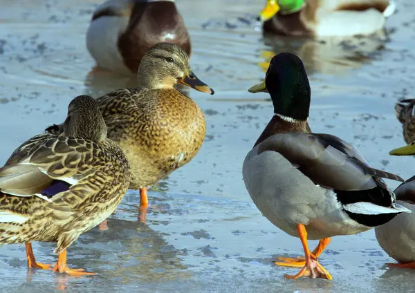 Havuzumda Gölet Buzda Sürüsü Kuşlar Kışın Gölet Üzerinde Şehir Içinde — Stok fotoğraf