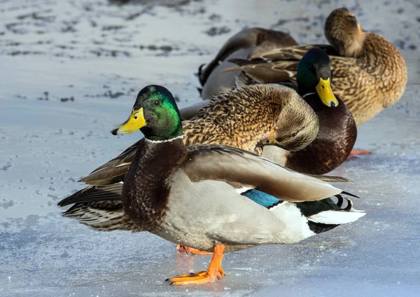 Una Bandada Ánades Reales Hielo Del Estanque Pájaros Estanque Invierno —  Fotos de Stock