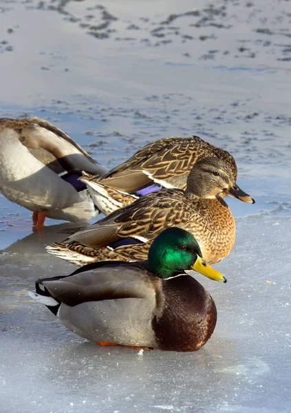 Una Bandada Ánades Reales Hielo Del Estanque Pájaros Estanque Invierno —  Fotos de Stock