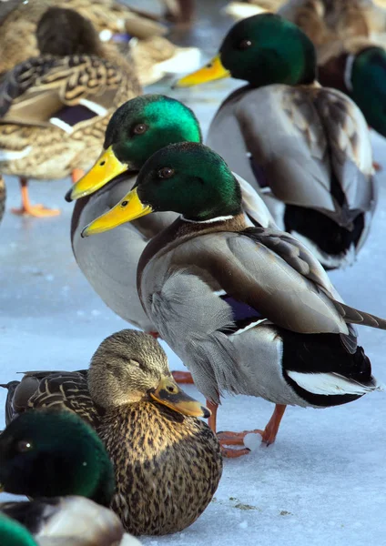 Flock Van Mallards Het Ijs Van Vijver Vogels Vijver Winter — Stockfoto