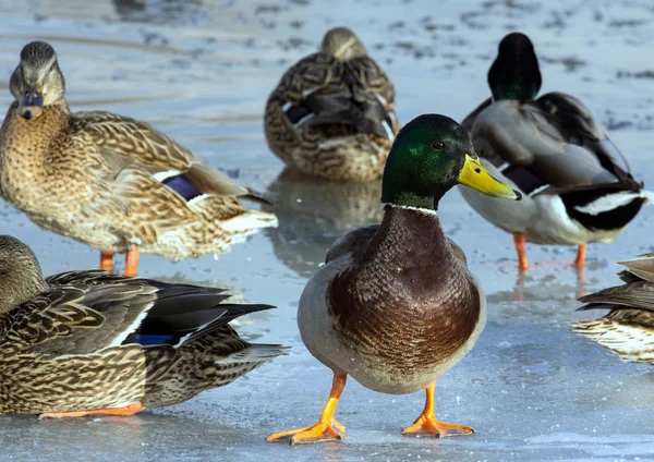 Flock Van Mallards Het Ijs Van Vijver Vogels Vijver Winter — Stockfoto