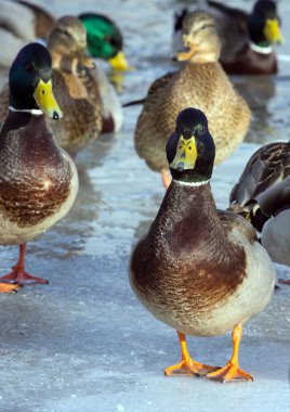 Havuzumda gölet buzda sürüsü. Kuşlar kışın gölet üzerinde. Şehir içinde yabani kuş vurmak.