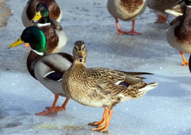 Havuzumda gölet buzda sürüsü. Kuşlar kışın gölet üzerinde. Şehir içinde yabani kuş vurmak.