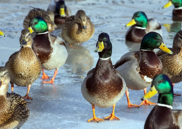 Flock Van Mallards Het Ijs Van Vijver Vogels Vijver Winter — Stockfoto