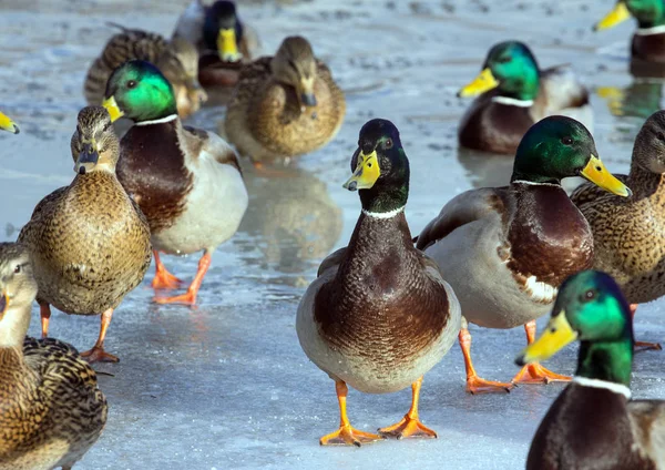 Una Bandada Ánades Reales Hielo Del Estanque Pájaros Estanque Invierno —  Fotos de Stock