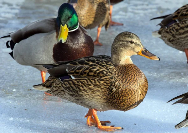 Una Bandada Ánades Reales Hielo Del Estanque Pájaros Estanque Invierno — Foto de Stock