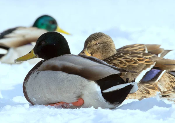 Flock Van Mallards Sneeuw Vogels Vijver Winter Wilde Vogels Stad — Stockfoto