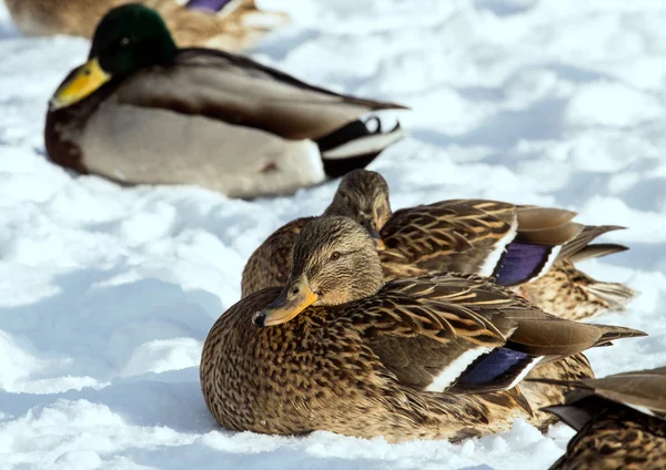 Flock Van Mallards Sneeuw Vogels Vijver Winter Wilde Vogels Stad — Stockfoto