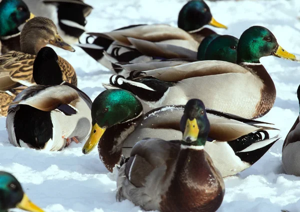 Una Bandada Ánades Reales Nieve Pájaros Estanque Invierno Aves Silvestres —  Fotos de Stock