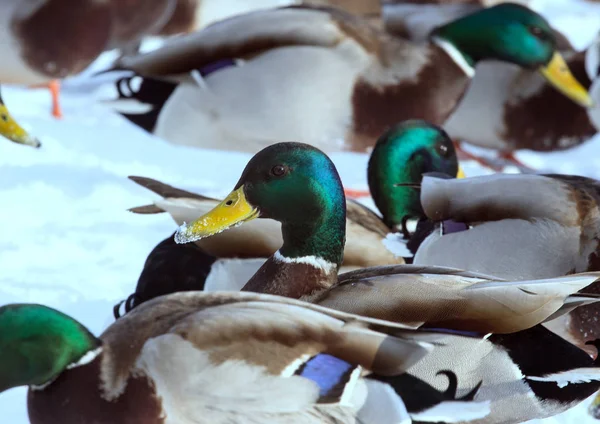 Una Bandada Ánades Reales Nieve Pájaros Estanque Invierno Aves Silvestres — Foto de Stock
