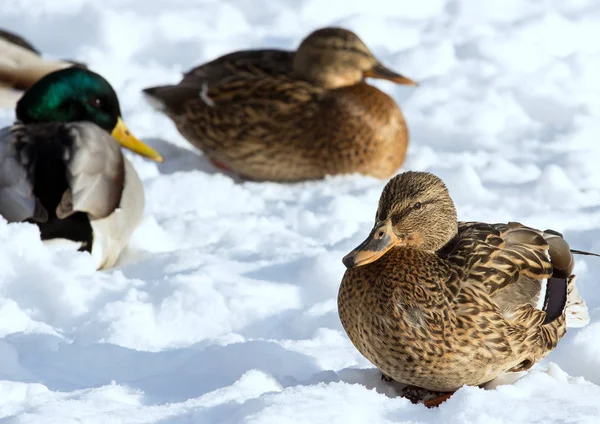 Vrouwtjes Van Mallards Sneeuw Vogels Vijver Winter Wilde Vogels Stad — Stockfoto