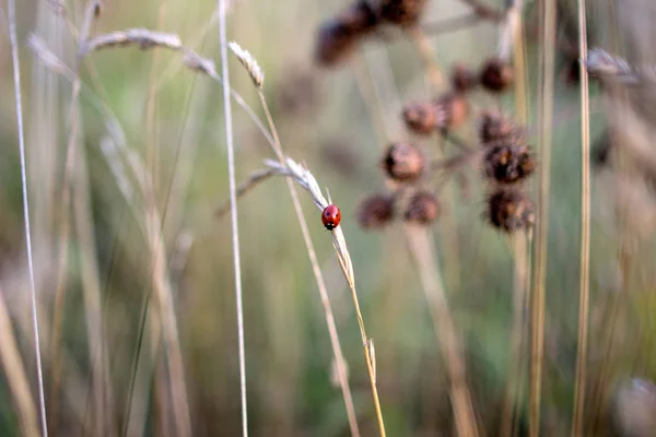 Mariquita Oreja Campo Otoñal Insecto Fondo Hierba Campo — Foto de Stock