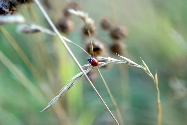秋のフィールドで耳の上にてんとう虫 昆虫フィールド草の背景 — ストック写真