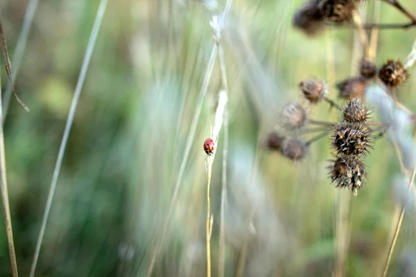 秋のフィールドで耳の上にてんとう虫 昆虫フィールド草の背景 — ストック写真