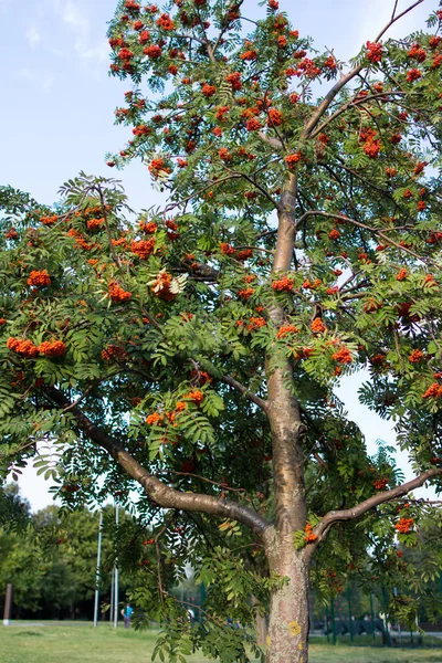 公園のナナカマドの真っ赤な果実 ロシアの植物の世界 — ストック写真