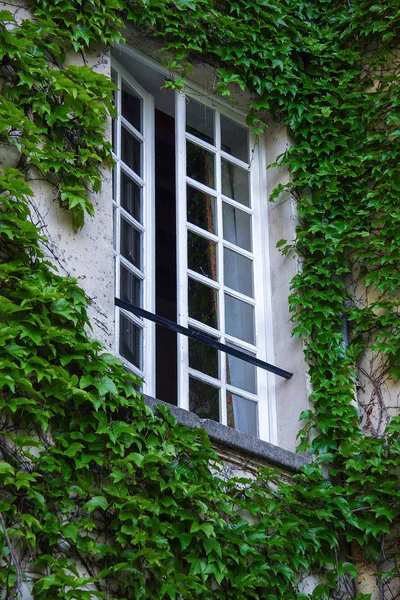 an open window and green plant around it on the wall.