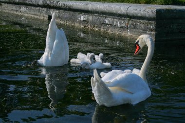 Kuğu ve bebeklerini Versailles Sarayı'nın gölet üzerinde aile. 