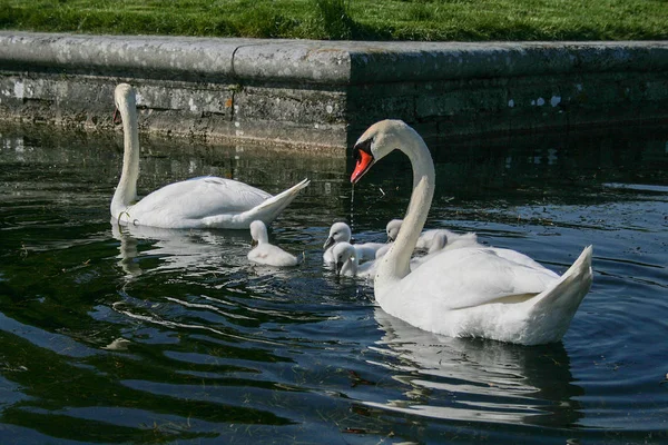 Family Swan Babies Pond Versailles Palace — Stock Photo, Image