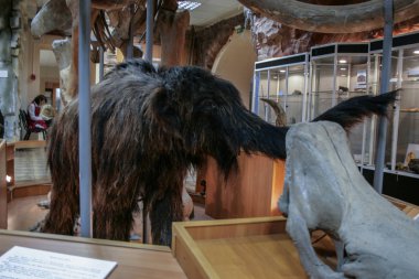 07.08.2018, Yakutsk, Rusya Federasyonu. Yakutsk Ulusal Müzesi iç. Küçük mamut Müzesi.