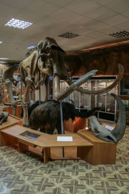 07.08.2018, Yakutsk, Rusya Federasyonu. Yakutsk Ulusal Müzesi iç. İskelet mamut Müzesi.
