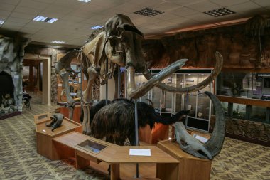 07.08.2018, Yakutsk, Rusya Federasyonu. Yakutsk Ulusal Müzesi iç. İskelet mamut Müzesi.