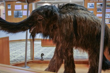 07.08.2018, Yakutsk, Rusya Federasyonu. Yakutsk Ulusal Müzesi iç. Küçük mamut Müzesi.