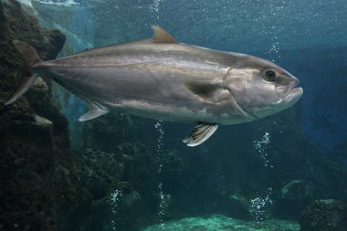 09.23.2008, Hersonissos, Girit, Yunanistan. Okyanus ve deniz hayvanları. Arka plan kaya üzerinde tek bir balık.