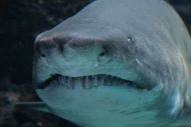 09.23.2008, Hersonissos, Girit ve Greece.shark baş yakın çekim. Maw ile çok sayıda köpekbalığı dişleri. 