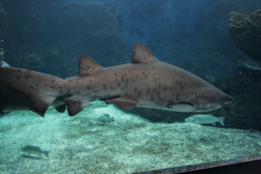 09.23.2008, Hersonissos, Girit, Yunanistan. Oceanarium köpekbalığı yan görünüm.