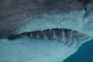 09.23.2008, Hersonissos, Girit ve Greece.shark baş yakın çekim. Maw ile çok sayıda köpekbalığı dişleri. 
