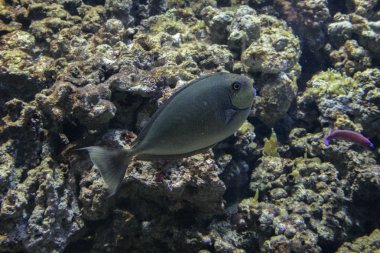 09.23.2008, Hersonissos, Girit, Yunanistan. mercan resif balık kapatın. Deniz ve okyanus hayvanlar. 