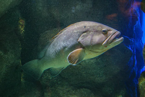 2008 Hersonissos Crète Grèce Animaux Mer Océan Seul Poisson Sur — Photo