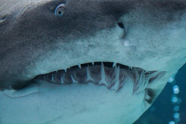 09.23.2008, Hersonissos, Crete, Greece.shark head close up. maw with numerous shark teeth.