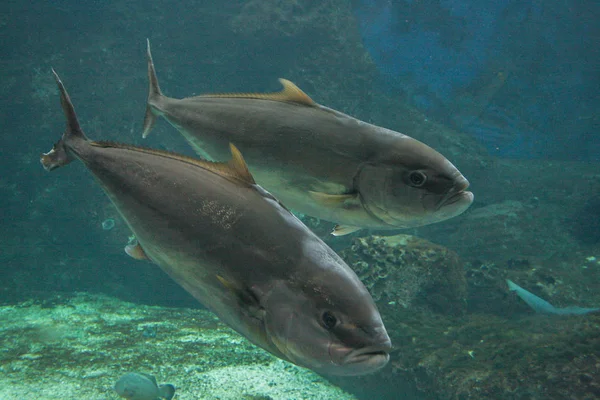 2008 Hersonissos Beton Griechenland Tiere Des Meeres Und Ozeans Schule — Stockfoto