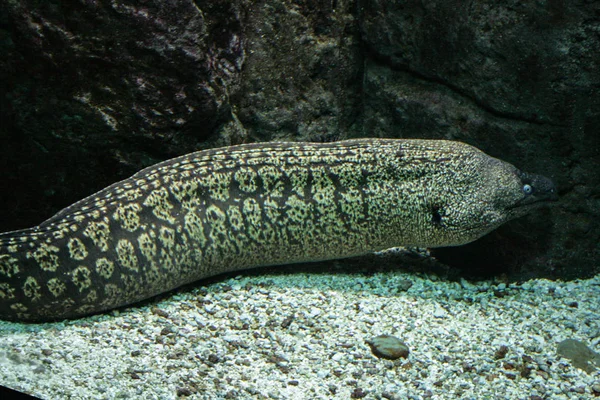 2008 Χερσόνησος Κρήτη Greece Moray Χέλι Κοντά Στα Βράχια Στο — Φωτογραφία Αρχείου