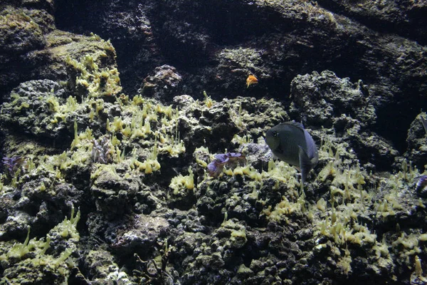2008 Hersonissos Kreta Grecja Coral Reef Ryb Bliska Zwierzęta Oceanu — Zdjęcie stockowe