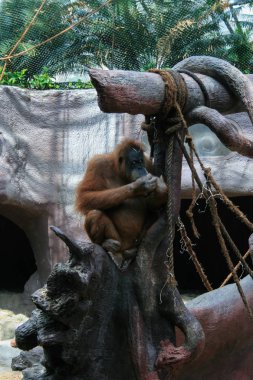 2009.05.07, Prague, Çek Cumhuriyeti. Orangutan ağaç üzerinde.